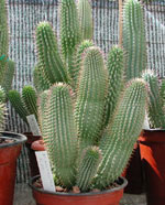 Weight loss. Hoodia help us weight loss.