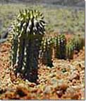 Testimonials Hoodia